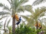 تولید ۲۱۰ هزار تن خرما در استان بوشهر
