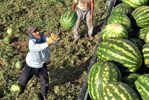 هندوانه؛ محبوب جالیزکاران