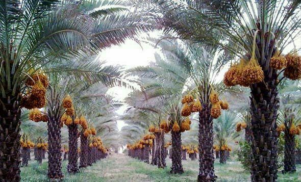 نخلداران خوزستانی نگران خرید محصول خرمای تولیدی خود نباشند