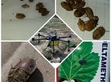 مبارزه با آفات خسارتزا در مزارع غلات شهرستان اشتهارد 