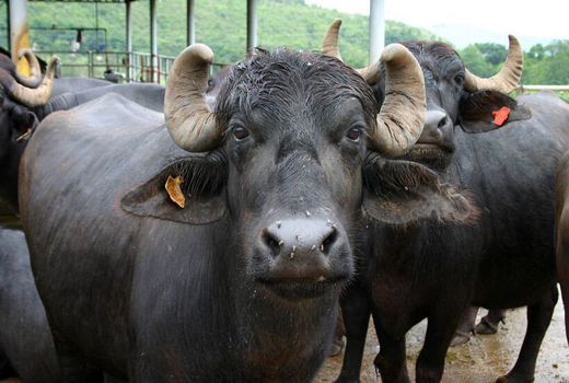 رتبه نخست جمعیت گاومیش کشور در خوزستان