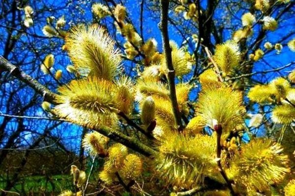 آغاز برداشت شکوفه‌های درختچه بیدمشک ازحدود ۶۰ هکتار از اراضی کشاورزی استان 