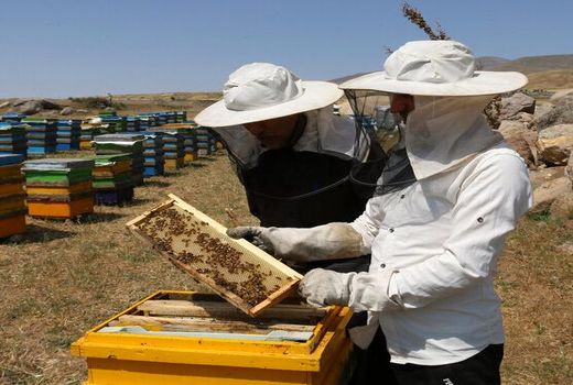 طعم شیرین افزایش تولید عسل در نصف جهان
