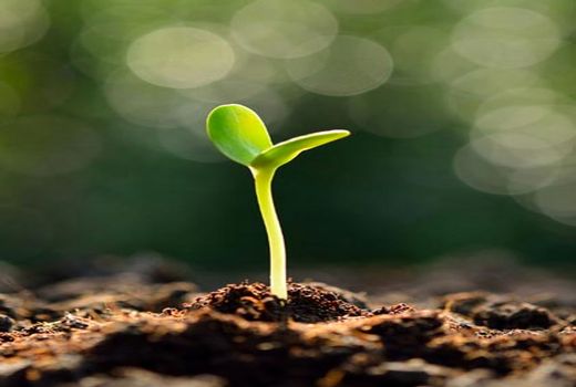 باغداران آذربایجان شرقی از نهال شناسه دار و دارای لیبل در باغات استفاده کنند