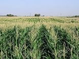 تأکید بر تغییر الگوی کشت ذرت در قزوین با هدف مقابله با کم‌آبی