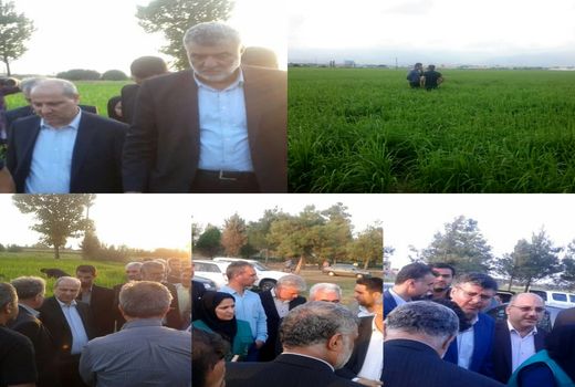 کشت خشکه‌کاری جایگزین مناسبی برای محصولات آب‌براست