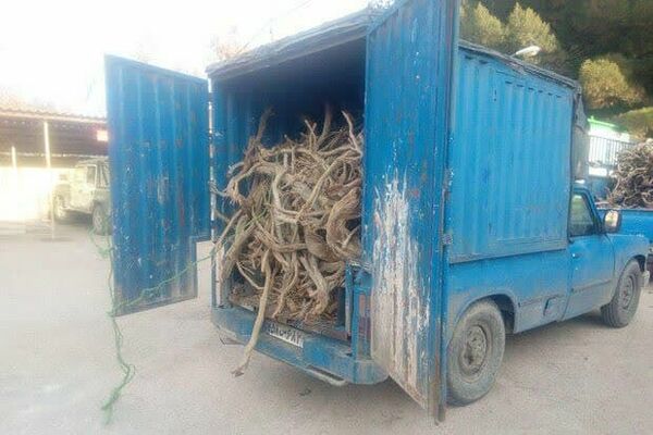 کشف 2 تن چوب قاچاق تاغ در شهرستان گرمسار