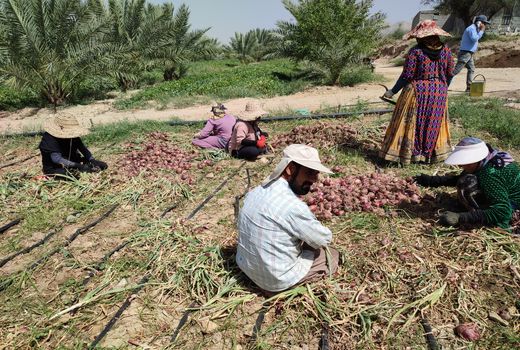 پیاز کازرون به بازار آمد