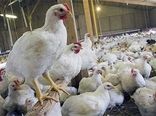 تولید سالانه ۷۰ تا ۷۵ هزار تن مرغ در استان همدان