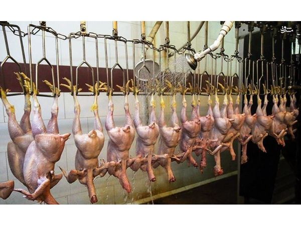 آغاز خرید مرغ مازاد در مازندران