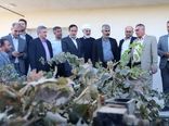 بازدید معاون وزیر جهاد کشاورزی از باغ داربستی مدرن انگور در اسفرورین تاکستان