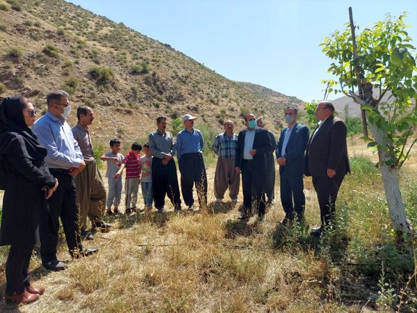 پروژه اصلاح ۱۵ هکتار از باغات قدیمی گردو در بانه بهره برداری شد