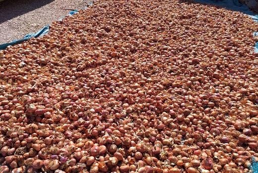 برآورد تولید ۷۰ تن پیاز در اصفهان