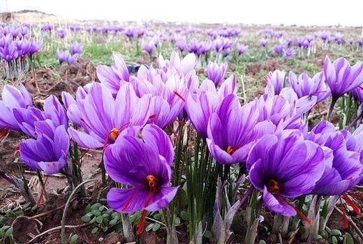 تسویه مطالبات زعفران کاران خراسان شمالی پیش از موعد 