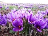 تسویه مطالبات زعفران کاران خراسان شمالی پیش از موعد 
