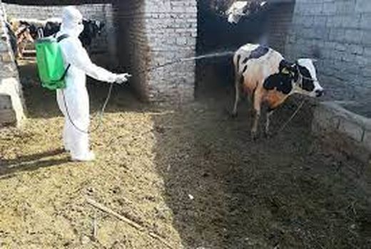 سم‌پاشی رایگان جایگاه نگهداری دام در خرمشهر