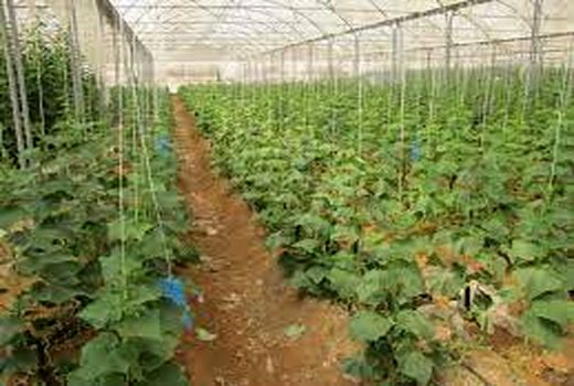 ۱۰۰ هکتار گلخانه در شهرستان بروجن بهره‌برداری می‌شود