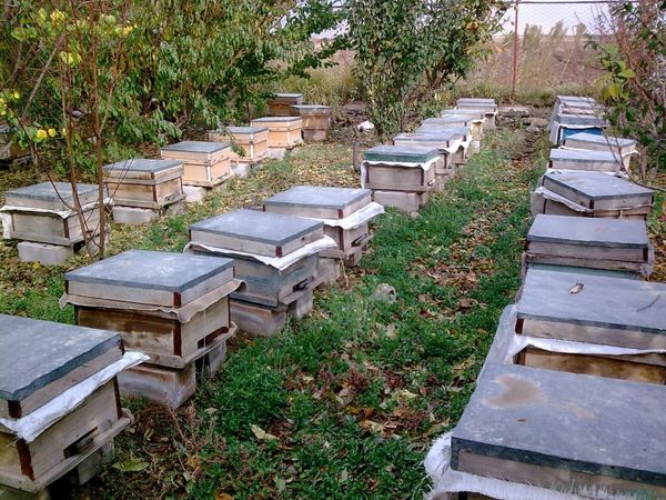 طرح سرشماری در زنبورستان‌های استان قزوین آغاز شد