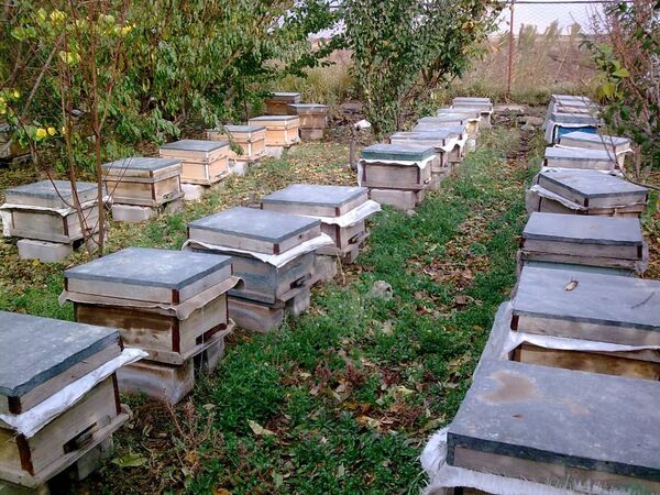 طرح سرشماری در زنبورستان‌های استان قزوین آغاز شد