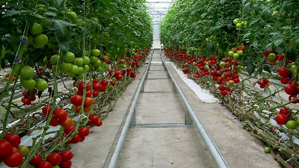 نهایی شدن مطالعات ۵ مجتمع گلخانهای در خراسان جنوبی