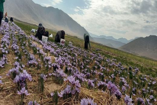 تولید ۱۴۰۰ کیلوگرم زعفران در استهبان