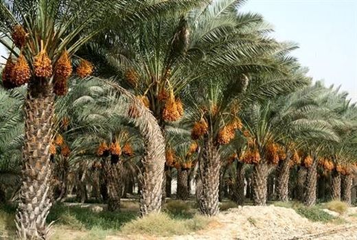 خرمای خوزستان روی ریل توسعه