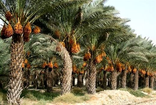 خرمای خوزستان روی ریل توسعه