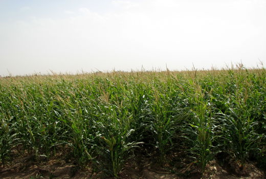 برداشت ذرت علوفه ای از مزارع کشاورزی استان قزوین آغاز شد