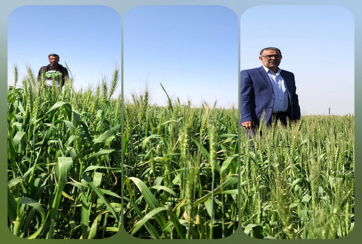 ظهور اولین خوشه های گندم در آبادان