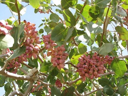 آغاز برداشت پسته نوبرانه در شهرستان سروستان
