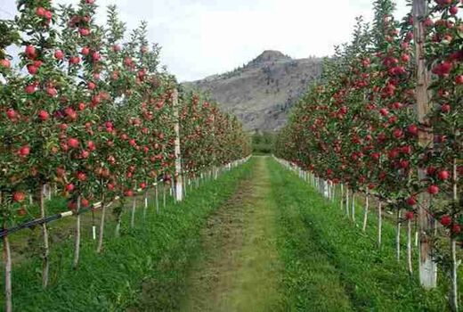 اصلاح، احیا و جایگزینی 441 هکتاراز باغات آذربایجان غربی
