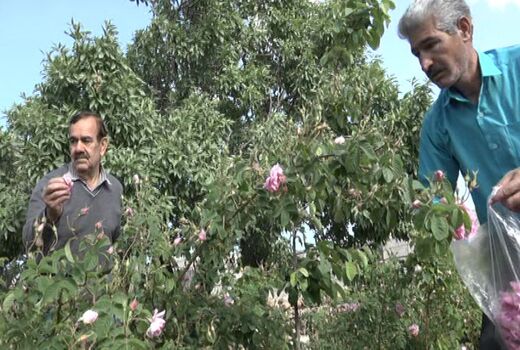 برداشت گل محمدی در بهاباد آغاز شد
