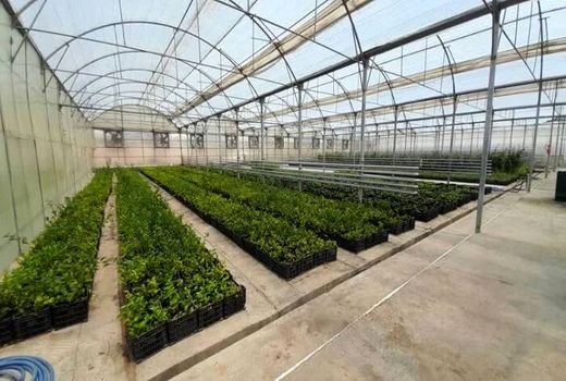 مصرف آب برای تولید هر نهال از ۵۰۰ لیتر به کمتر از نصف کاهش می‌یابد