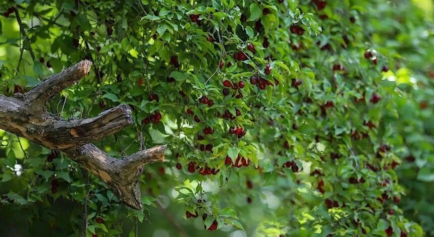 فصل سرخ دانه‌های معاش