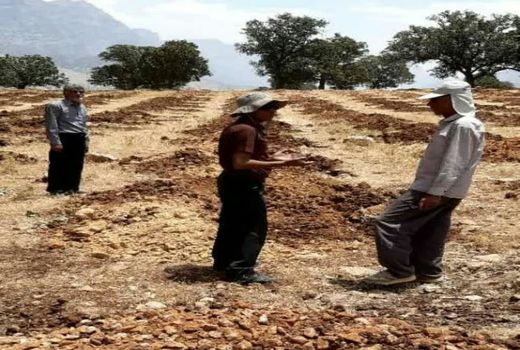 توسعه باغات دیم در اراضی شیبدار فرصتی برای ایجاد اشتغال