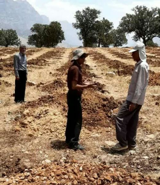 توسعه باغات دیم در اراضی شیبدار فرصتی برای ایجاد اشتغال