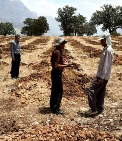 توسعه باغات دیم در اراضی شیبدار فرصتی برای ایجاد اشتغال