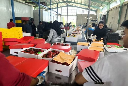 صادرات 2 هزار تن محصولات کشاورزی بسته بندی شده از بیضا