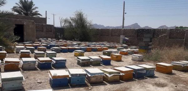 مصرف سموم غیرمجاز کشاورزی تاثیرات مخربی بر صنعت زنبورداری و امنیت غذایی می گذارد
