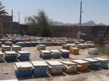 مصرف سموم غیرمجاز کشاورزی تاثیرات مخربی بر صنعت زنبورداری و امنیت غذایی می گذارد
