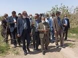 سرمای بهاره به 50 هزار هکتار باغات پسته رفسنجان خسارت وارد کرد 