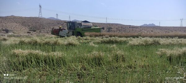آغاز برداشت غلات از مزارع جویم