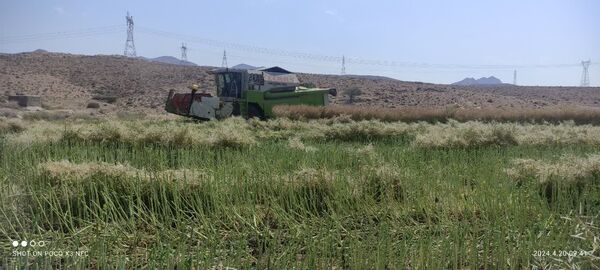آغاز برداشت غلات از مزارع جویم