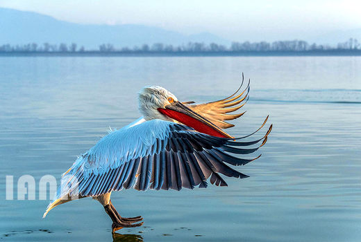 پرواز پلیکان بر فراز دریاچه‌ای در یونان