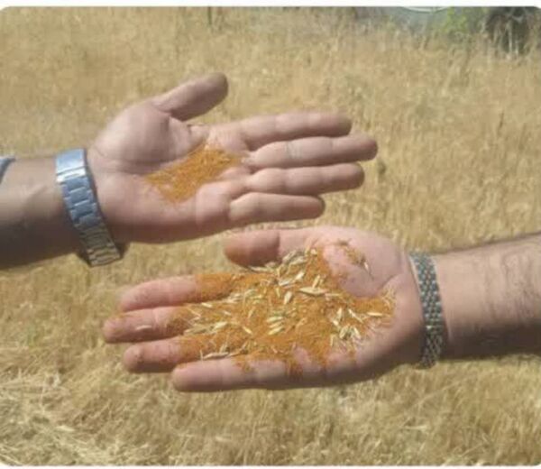 پیش‌بینی تولید ۱۰۰۰ تن خاکشیر دیم در بیضا