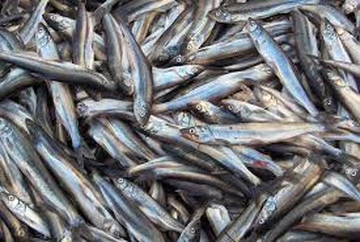 هدف‌گذار تولید 3300 تن انواع آبزیان در استان کرمان