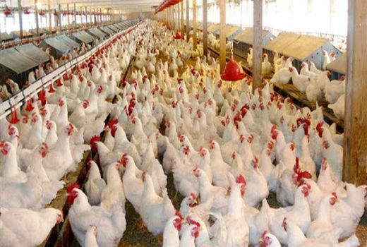 خرید 390 تن مرغ زنده در همدان 