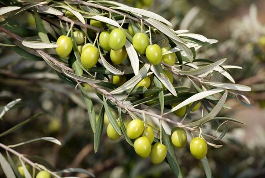 آغاز برداشت زیتون در خراسان جنوبی