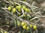 آغاز برداشت زیتون در خراسان جنوبی