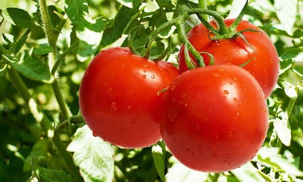 گلخانه داران, مراقب بیماری ویروسی چروکیدگی قهوه ای گوجه فرنگی باشند.